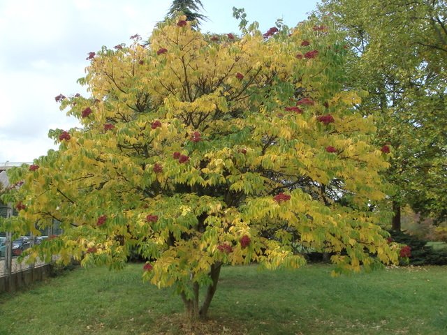 Tetradium danielii automne
